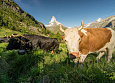 Hotel Riffelalp Resort 2222m  small 3